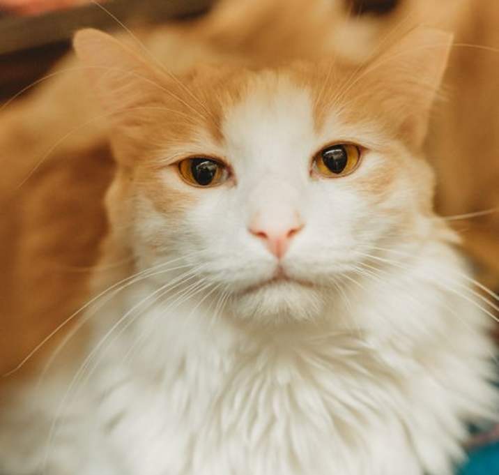 Photo of Whiskey