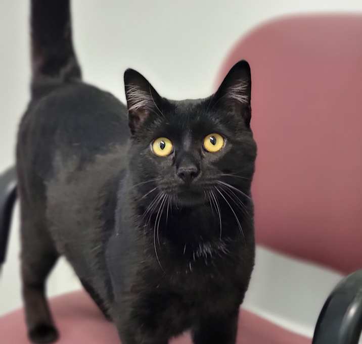 Photo of Tux