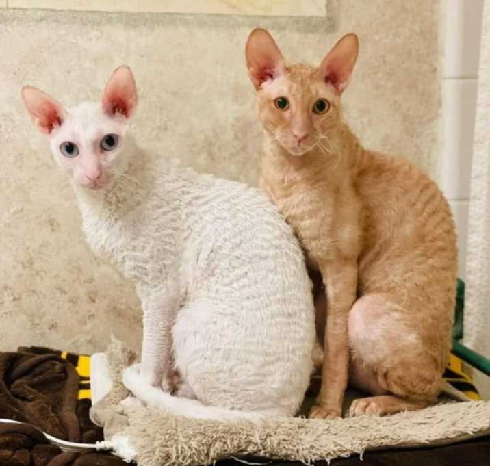 Photo of Spice