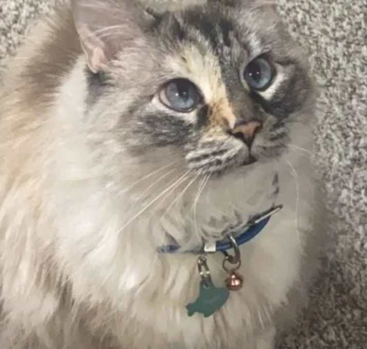 Photo of Blue