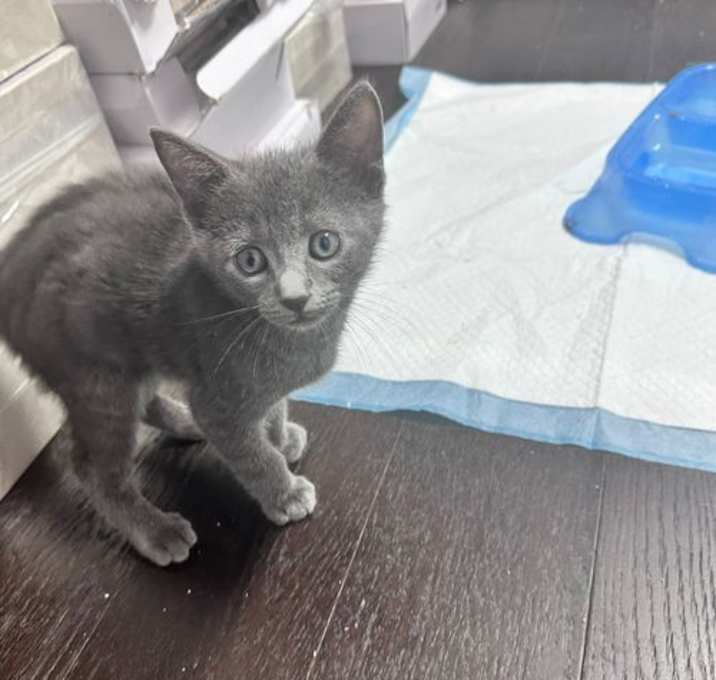 Photo of Silver