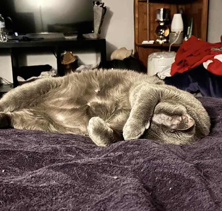 Photo of Shadow