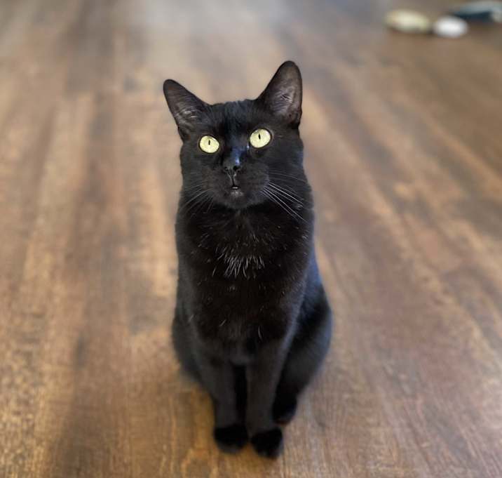 Photo of Ham