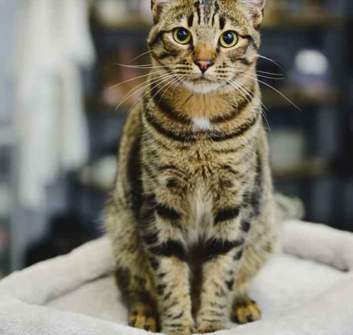 Photo of Bridger
