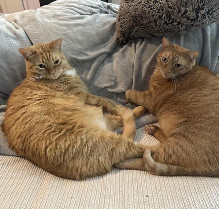 Photo of Cheddar Cheeto
