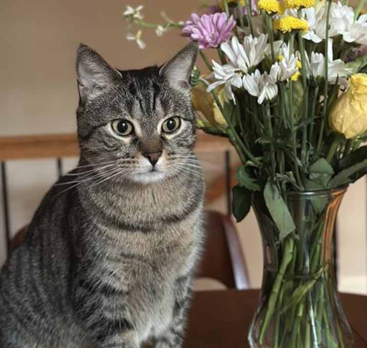Photo of KITTY