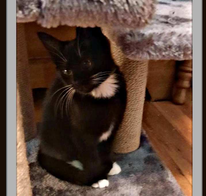 Photo of Venus - Snuggle Muffin