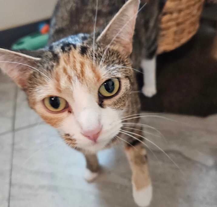 Photo of Circe