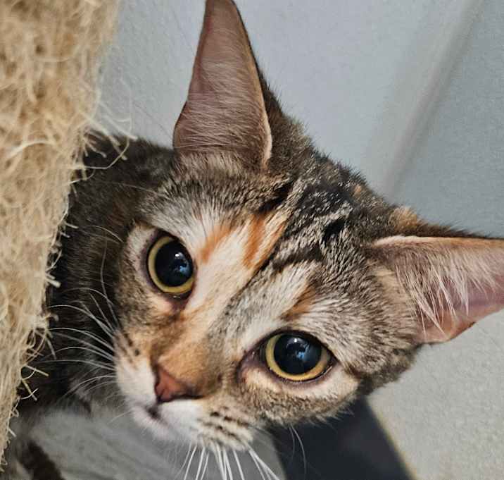 Photo of Maeve
