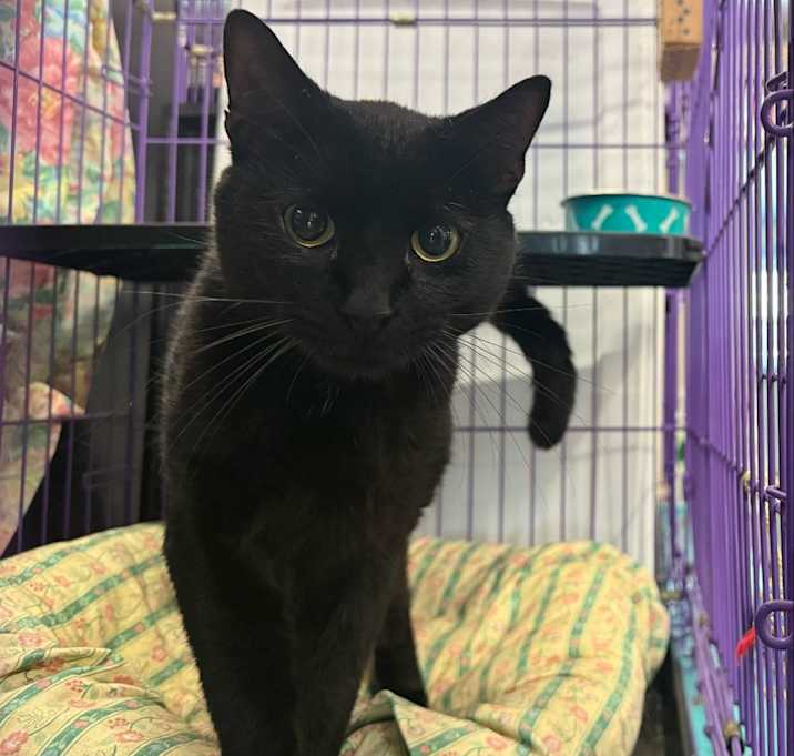 Photo of Tiki