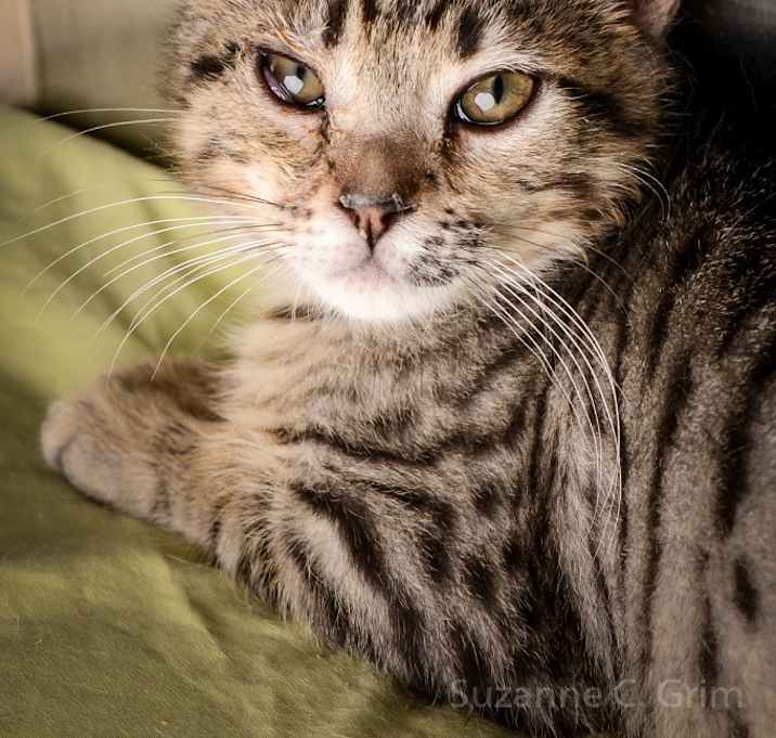 Photo of Yakko