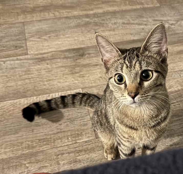 Photo of Eevee