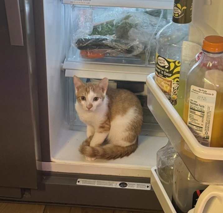 Photo of Apollo