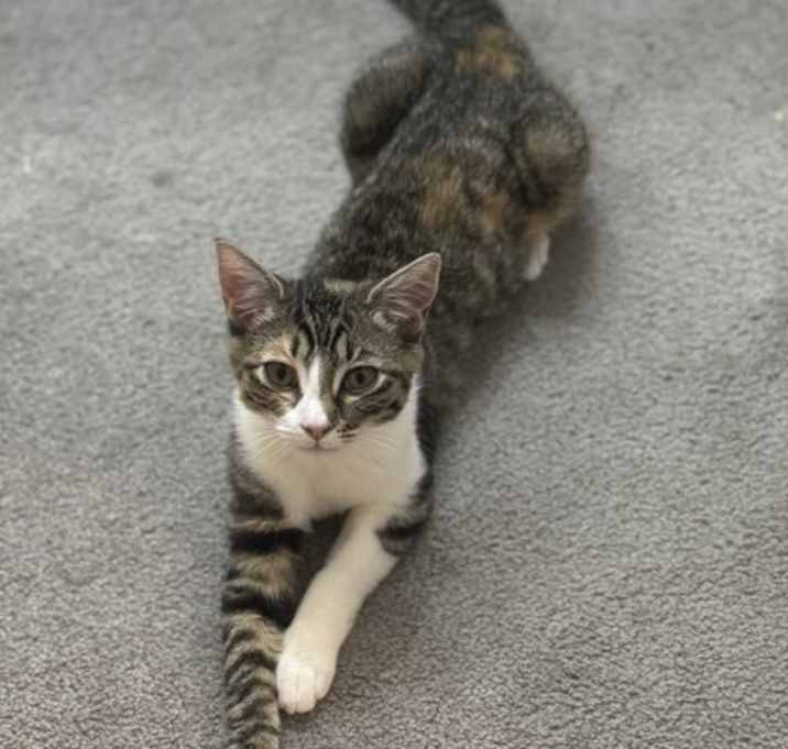 Photo of Artemis