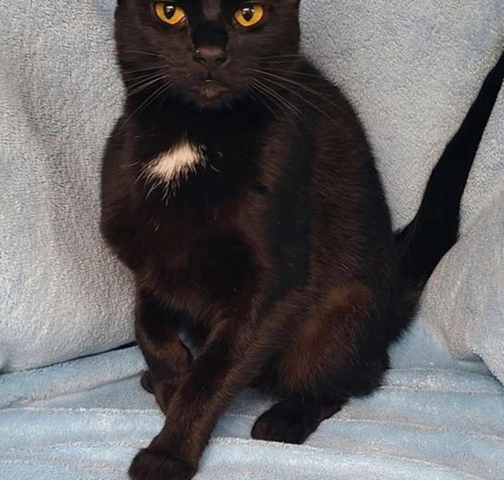 Photo of 6623 (Kuro)