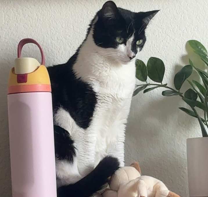 Photo of Mavis