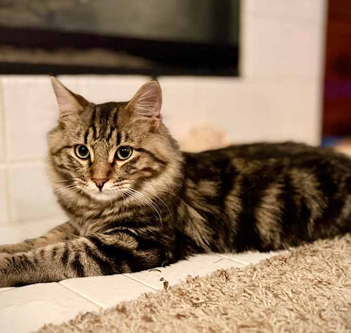 Photo of Orion