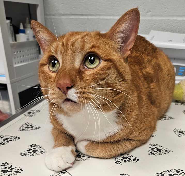 Photo of Harvey