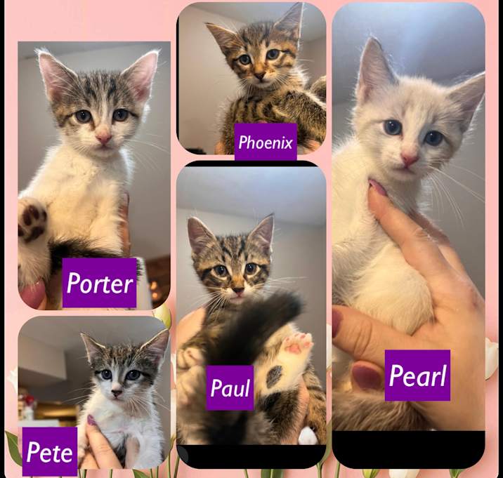 Photo of Paul,Peter,Phoenix,Porter,Pear
