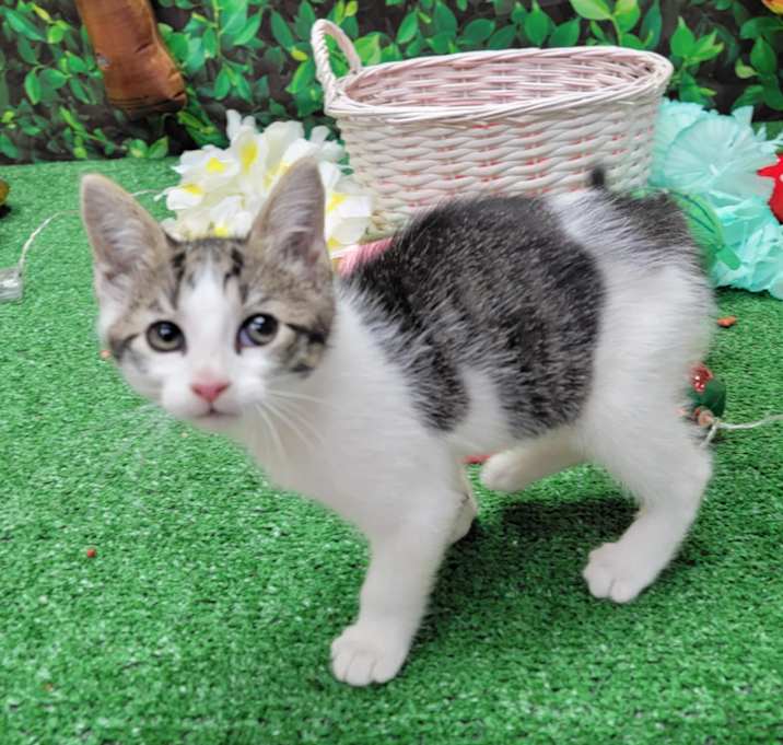 Photo of Peach