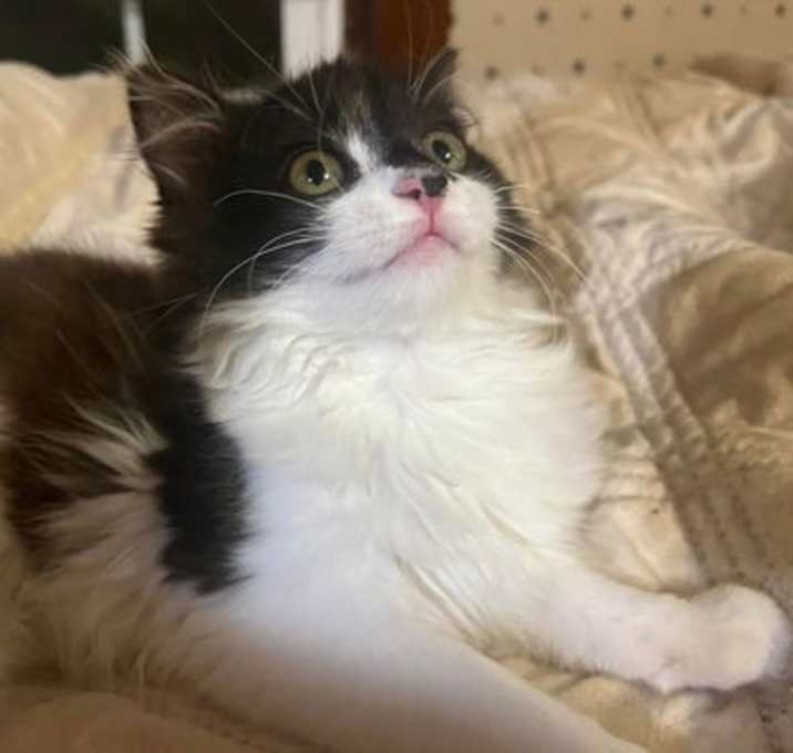 Photo of Razzle