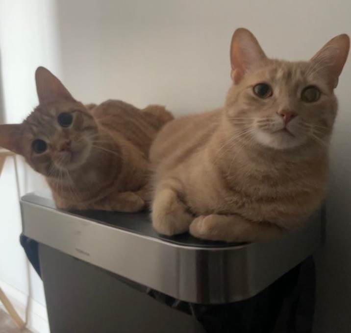 Photo of Theo and Kyo (bonded siblings)