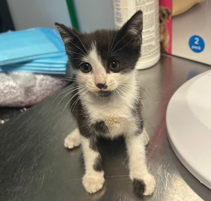 Photo of Oreo
