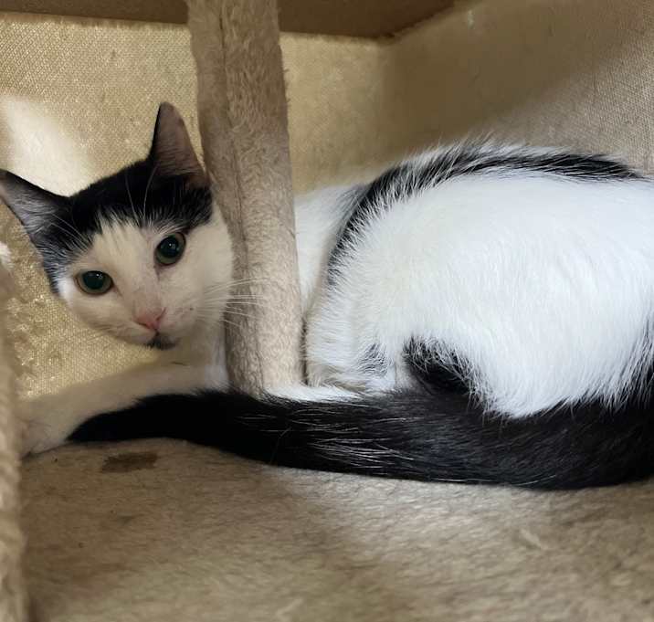 Photo of Oreo
