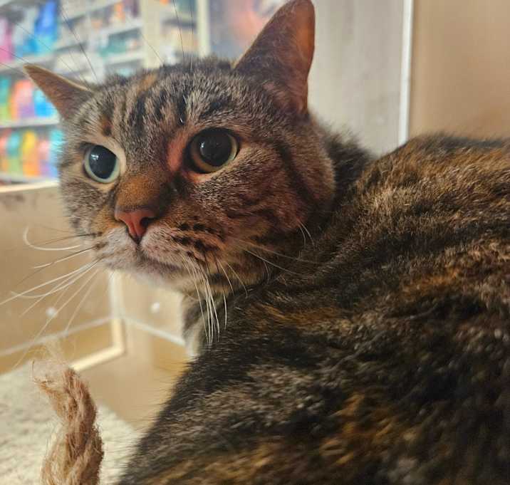 Photo of Nyx