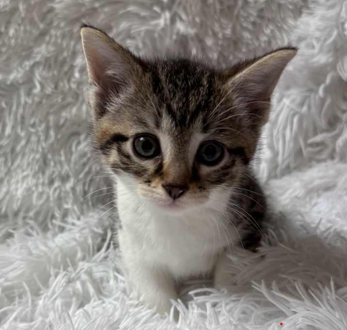 Photo of Mason