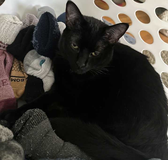 Photo of Alfie (M) & Sofie (F)