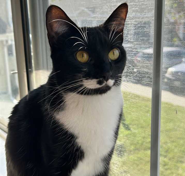 Photo of Piper