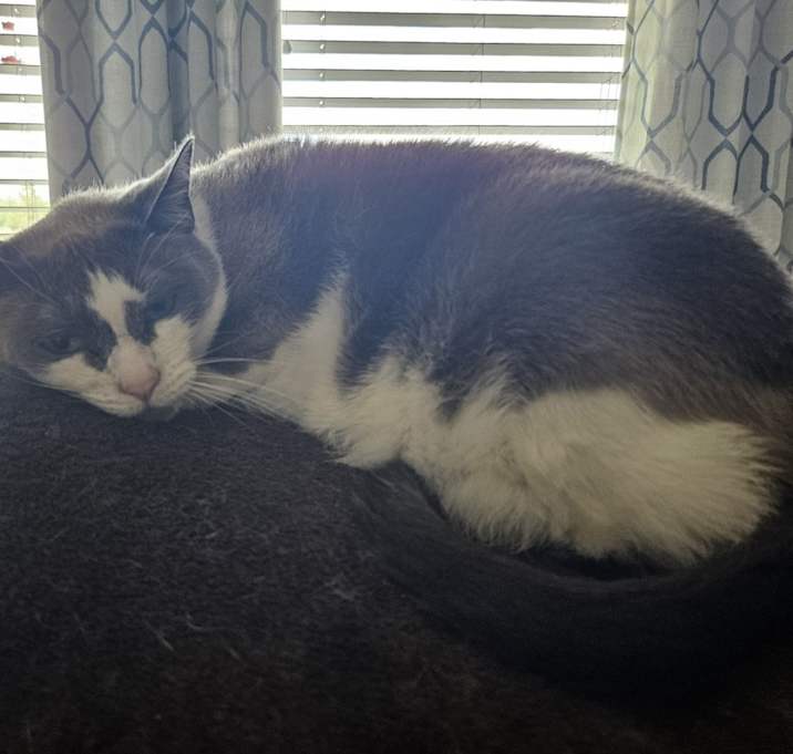 Photo of Nemo