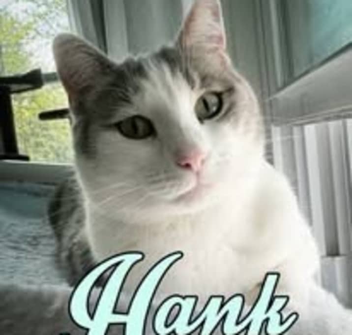 Photo of Hank