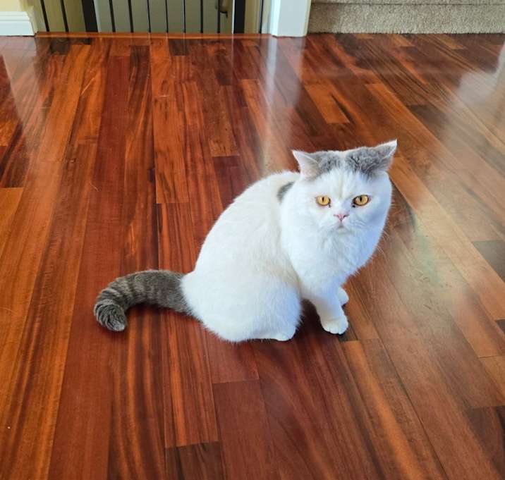 Photo of Phoenix