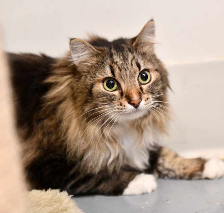 Photo of Rue