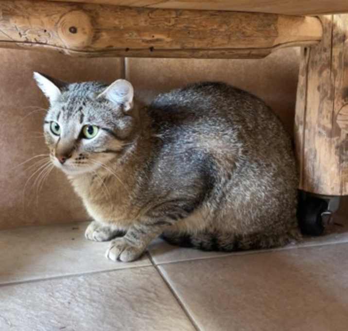 Photo of Houdini