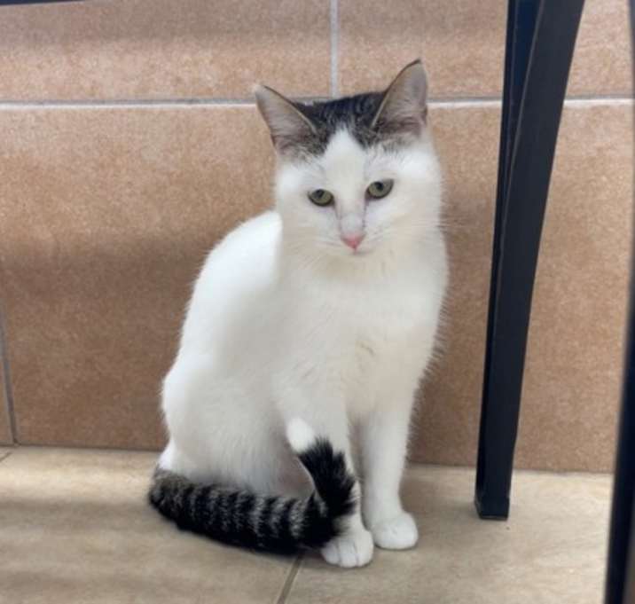 Photo of Cleo-cat-tra