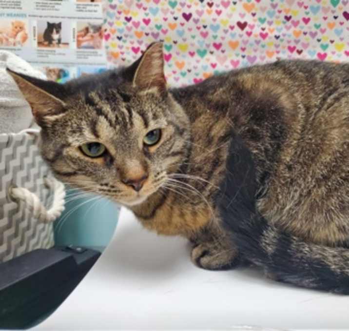 Photo of Kitty