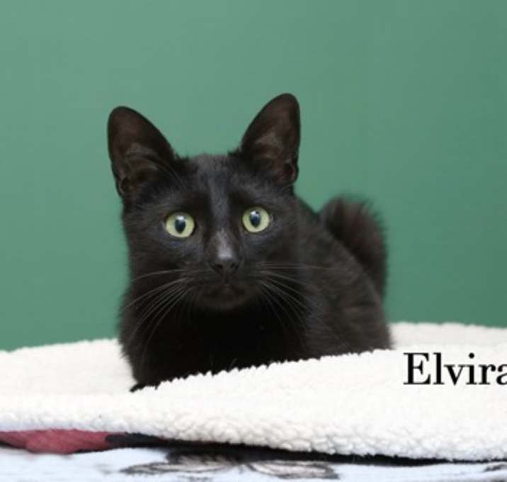 Photo of Elvira