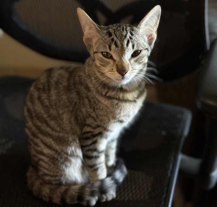 Photo of Daisy