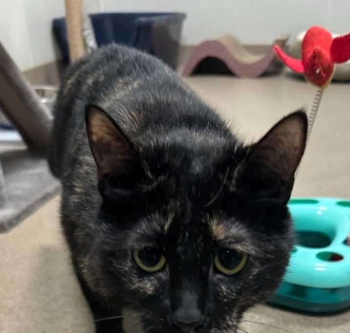 Photo of Lola