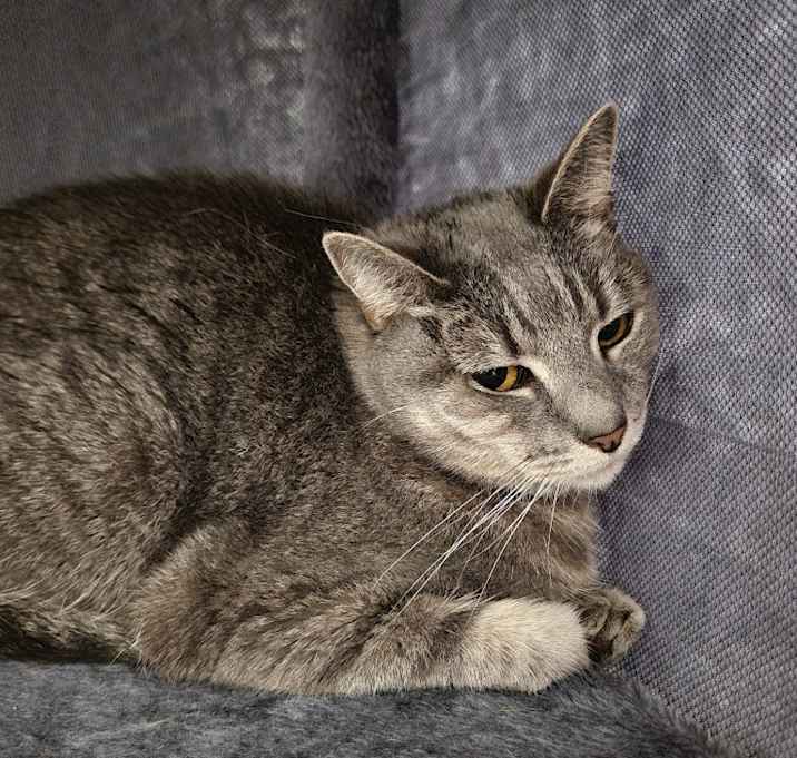 Photo of Martini