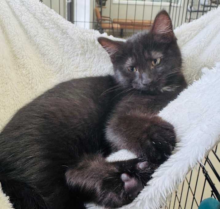 Photo of Pepper