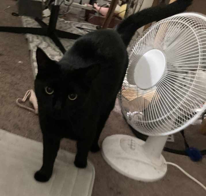 Photo of Pumpkin