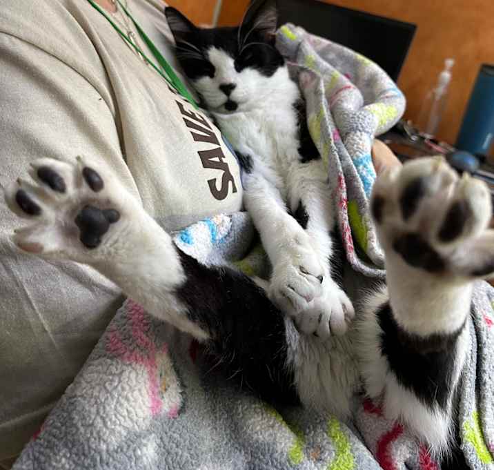 Photo of Black Beans