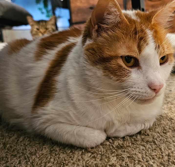 Photo of Luffy