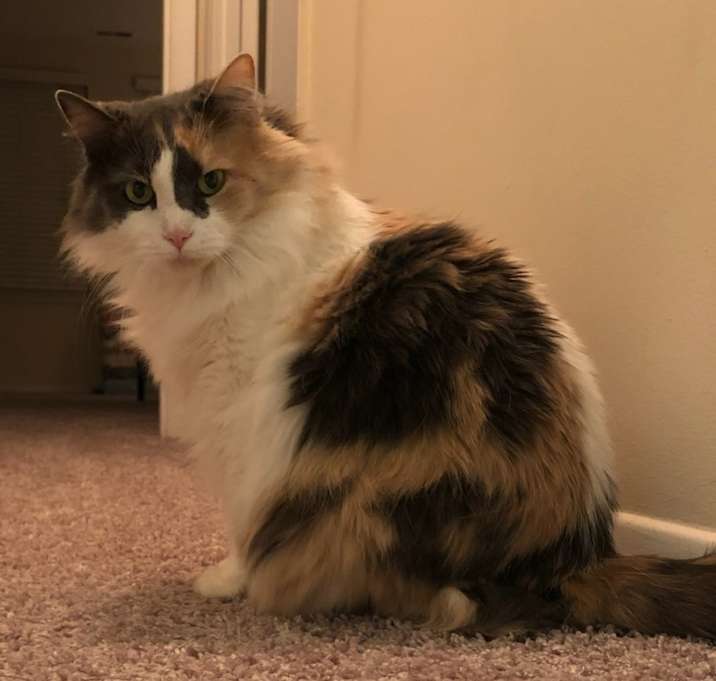 Photo of Puff