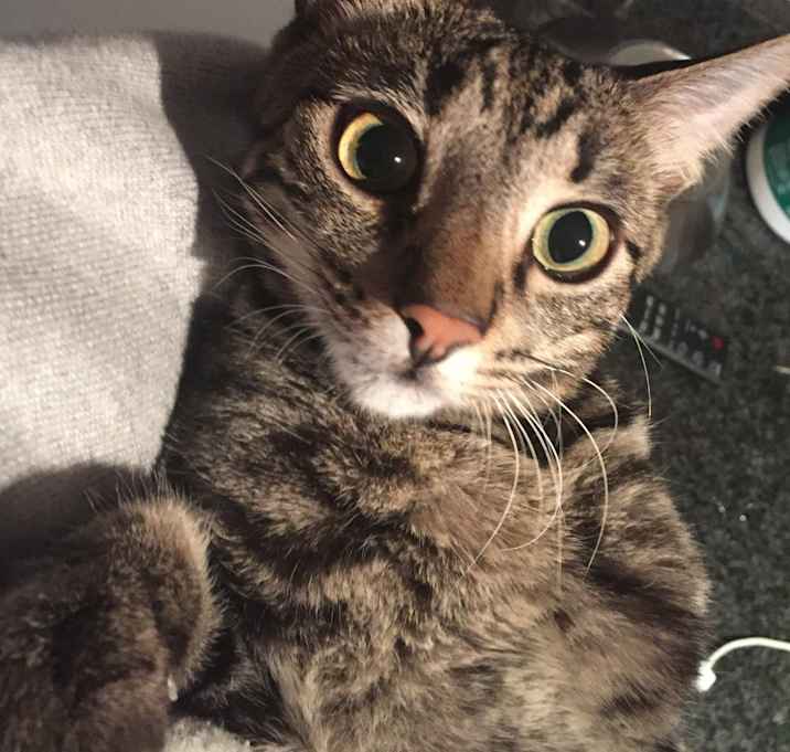 Photo of Kingsley
