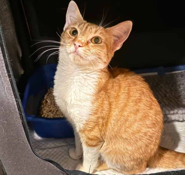 Photo of Orange Vaal